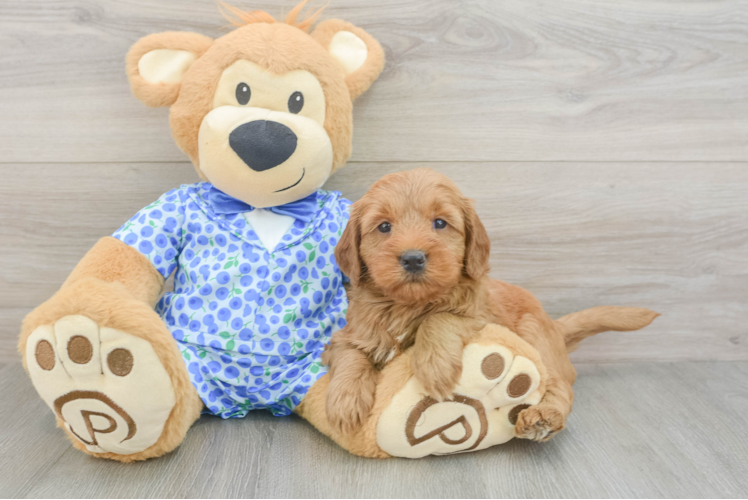 Happy Mini Goldendoodle Baby
