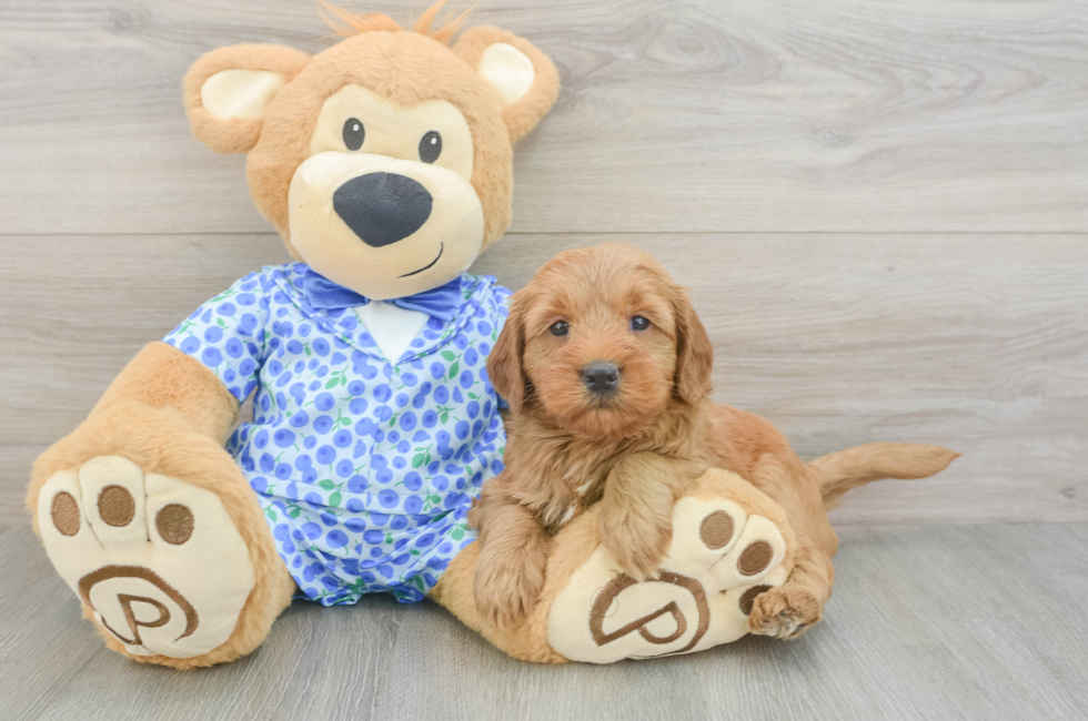 5 week old Mini Goldendoodle Puppy For Sale - Puppy Love PR
