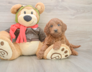 6 week old Mini Goldendoodle Puppy For Sale - Puppy Love PR