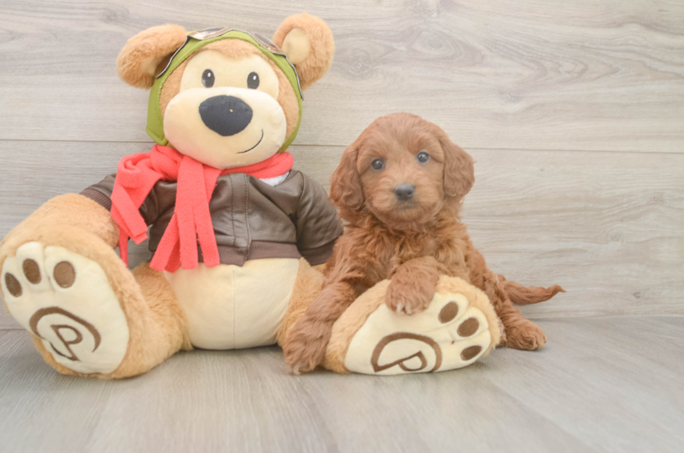 5 week old Mini Goldendoodle Puppy For Sale - Puppy Love PR