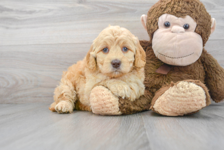 Meet Crystal - our Mini Goldendoodle Puppy Photo 1/3 - Puppy Love PR Cute Mini Goldendoodle Baby