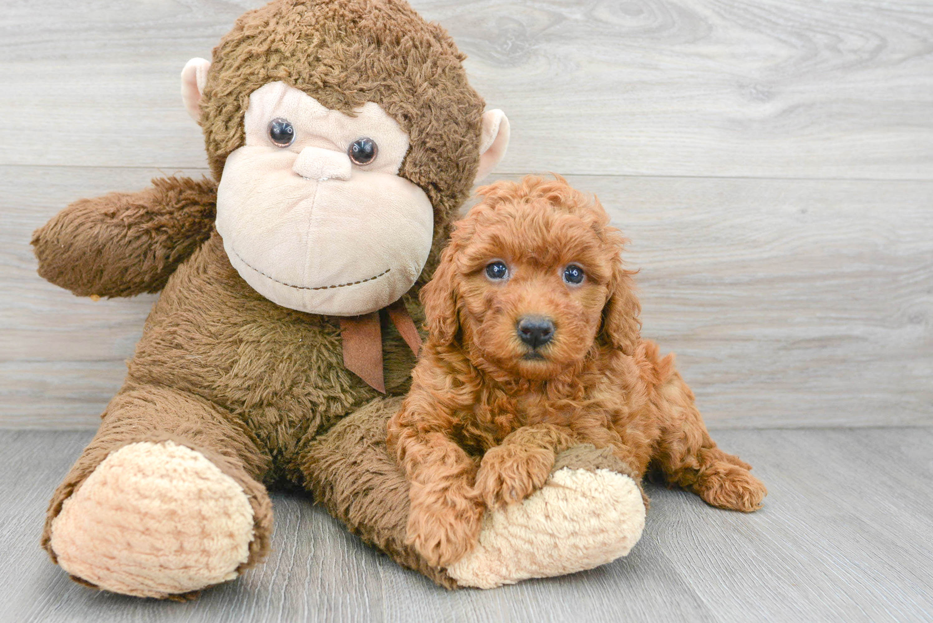 Mini Goldendoodle Pup Being Cute
