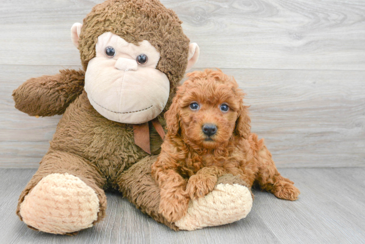 Mini Goldendoodle Pup Being Cute