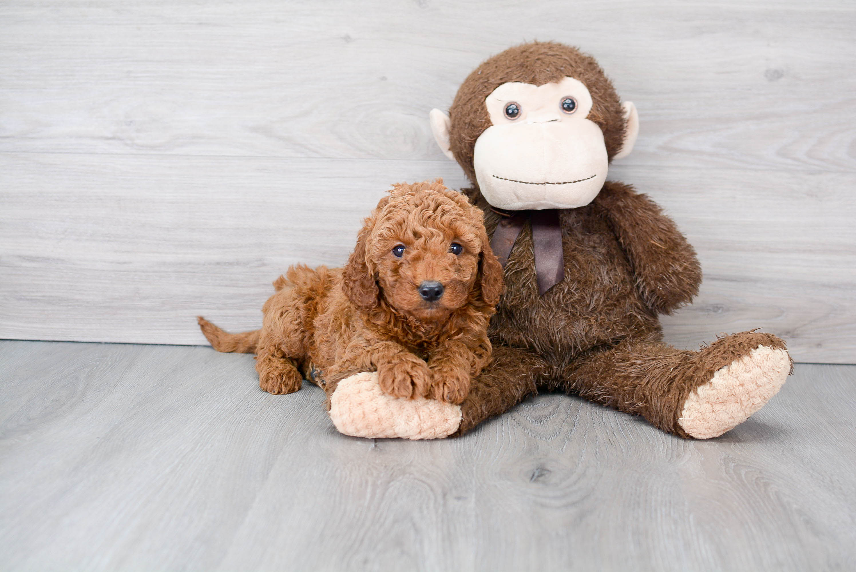 Best Mini Goldendoodle Baby