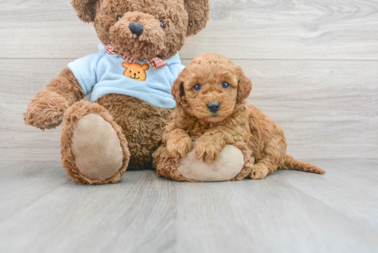 Meet Degeneres - our Mini Goldendoodle Puppy Photo 1/3 - Puppy Love PR Best Mini Goldendoodle Baby