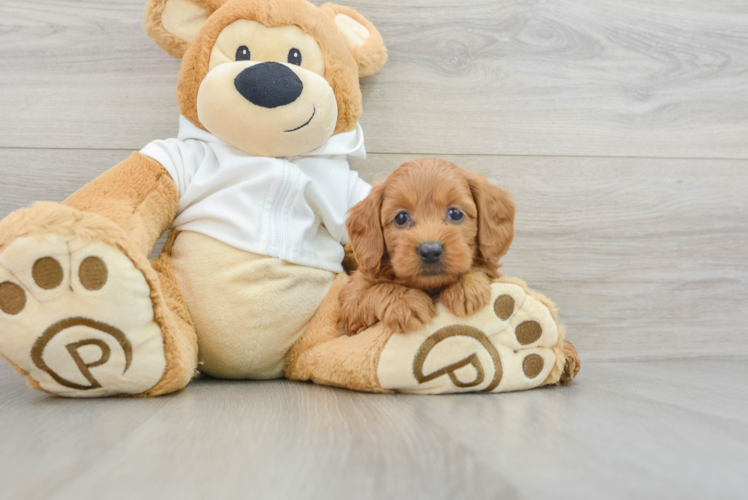 Meet Degeneres - our Mini Goldendoodle Puppy Photo 1/3 - Puppy Love PR Fluffy Mini Goldendoodle Poodle Mix Pup