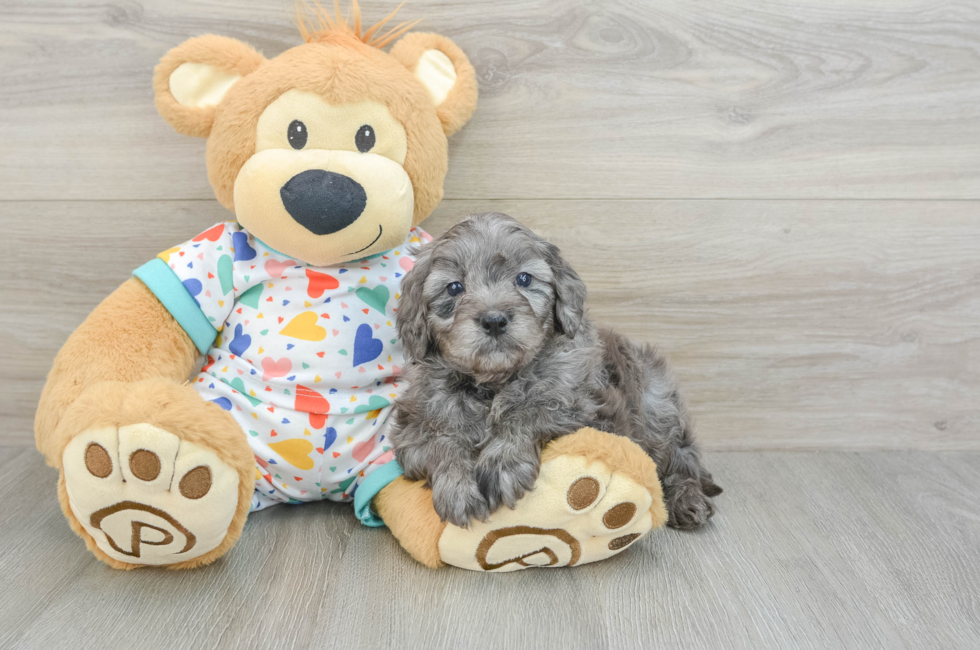 8 week old Mini Goldendoodle Puppy For Sale - Puppy Love PR