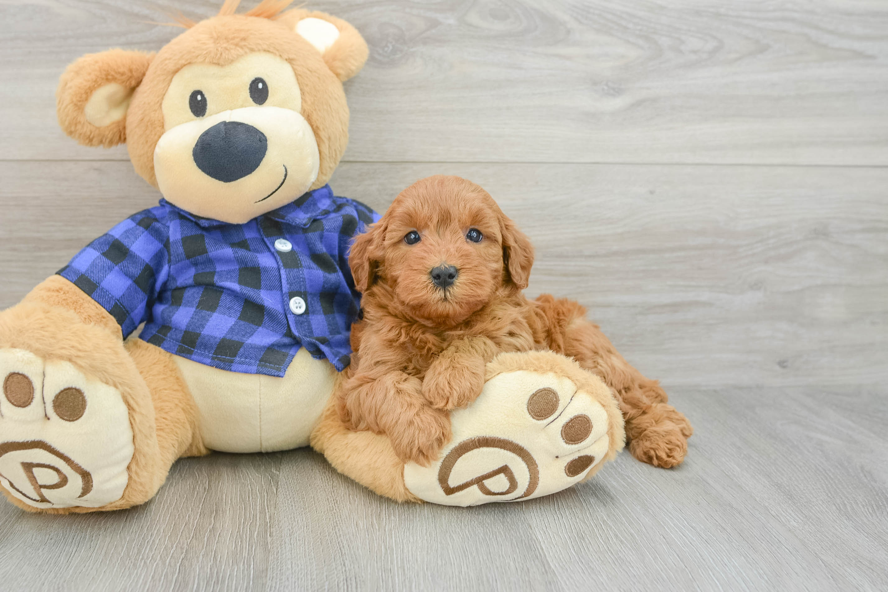 Mini Goldendoodle Pup Being Cute
