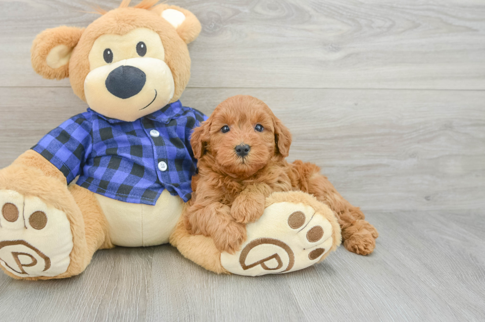 6 week old Mini Goldendoodle Puppy For Sale - Puppy Love PR