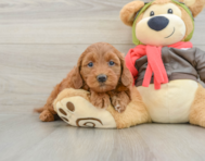 8 week old Mini Goldendoodle Puppy For Sale - Puppy Love PR