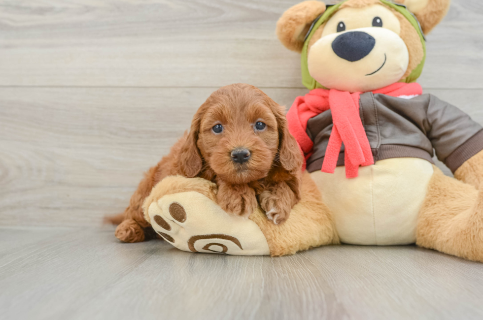 5 week old Mini Goldendoodle Puppy For Sale - Puppy Love PR