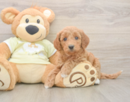 7 week old Mini Goldendoodle Puppy For Sale - Puppy Love PR