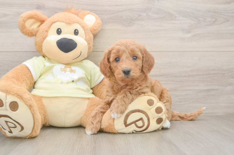 7 week old Mini Goldendoodle Puppy For Sale - Puppy Love PR