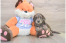 Mini Goldendoodle Puppy for Adoption