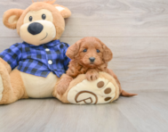 7 week old Mini Goldendoodle Puppy For Sale - Puppy Love PR