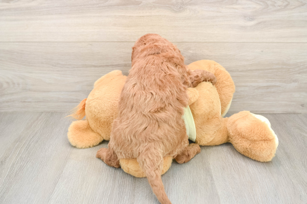 Adorable Golden Retriever Poodle Mix Poodle Mix Puppy