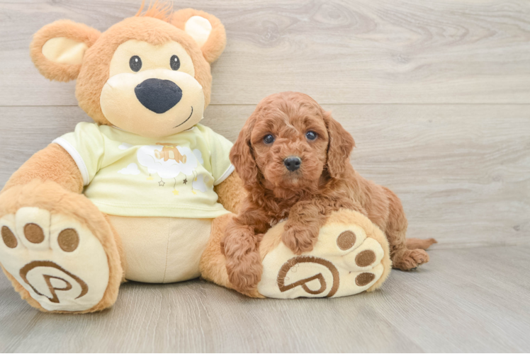 Friendly Mini Goldendoodle Baby