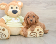 6 week old Mini Goldendoodle Puppy For Sale - Puppy Love PR