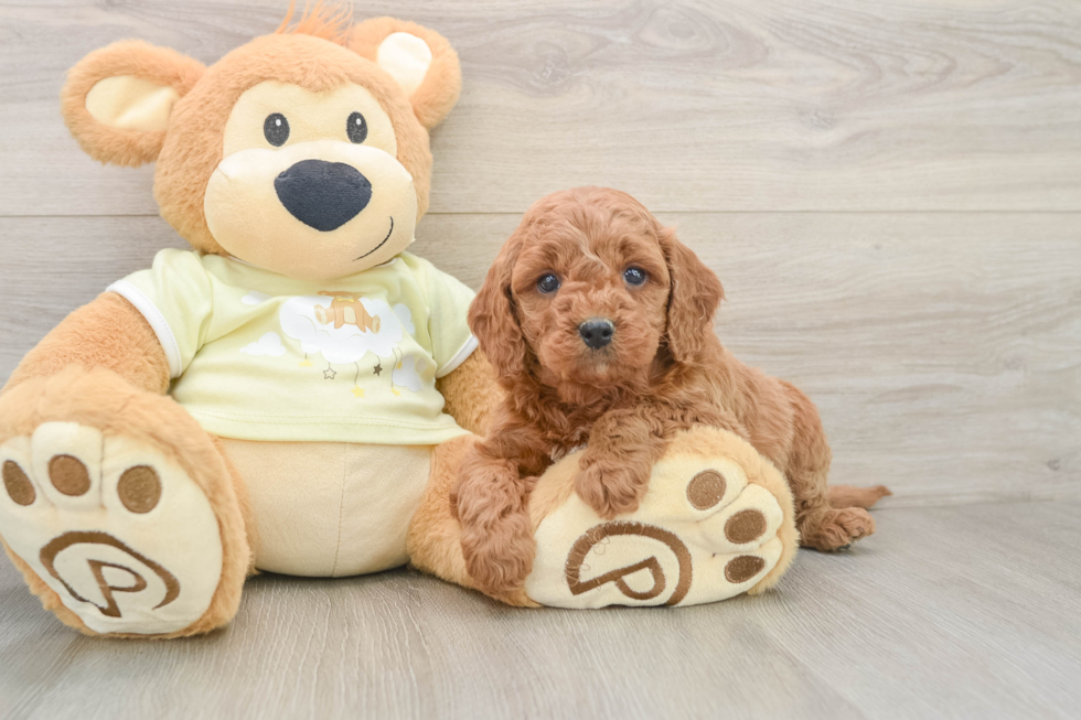 Friendly Mini Goldendoodle Baby