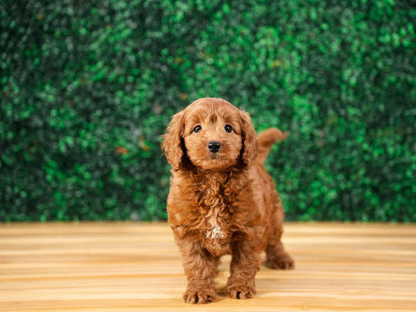 Cute Mini Goldendoodle Baby