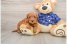 Mini Goldendoodle Puppy for Adoption