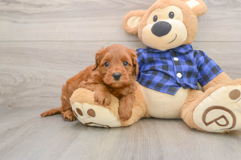Mini Goldendoodle Puppy for Adoption