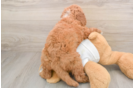 Mini Goldendoodle Pup Being Cute