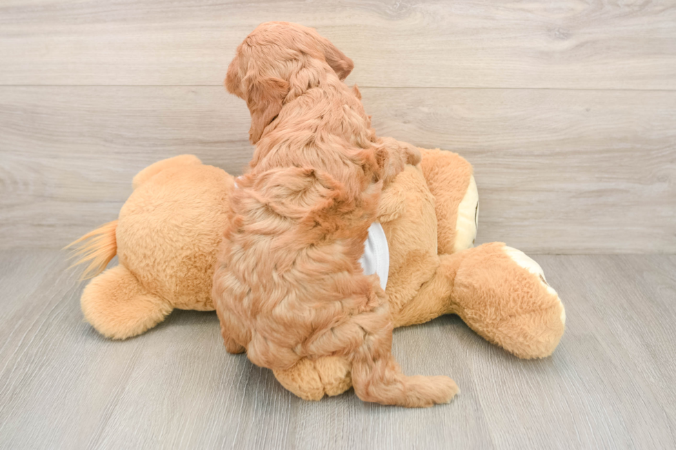 Energetic Golden Doodle Poodle Mix Puppy