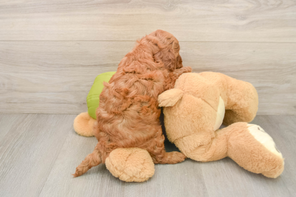 Funny Mini Goldendoodle Poodle Mix Pup
