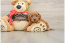 Adorable Golden Retriever Poodle Mix Poodle Mix Puppy