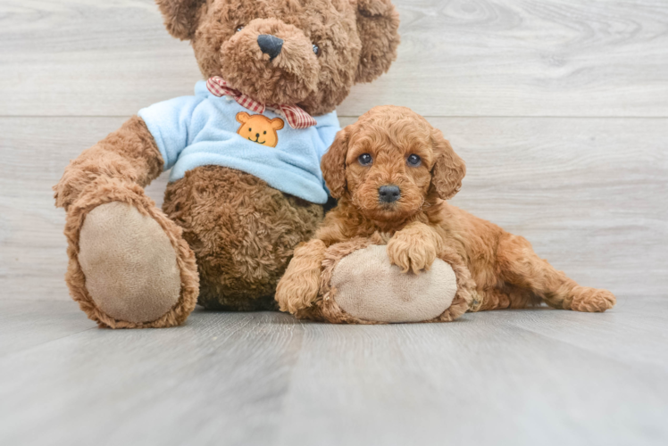Meet Denny - our Mini Goldendoodle Puppy Photo 1/3 - Puppy Love PR Small Mini Goldendoodle Baby