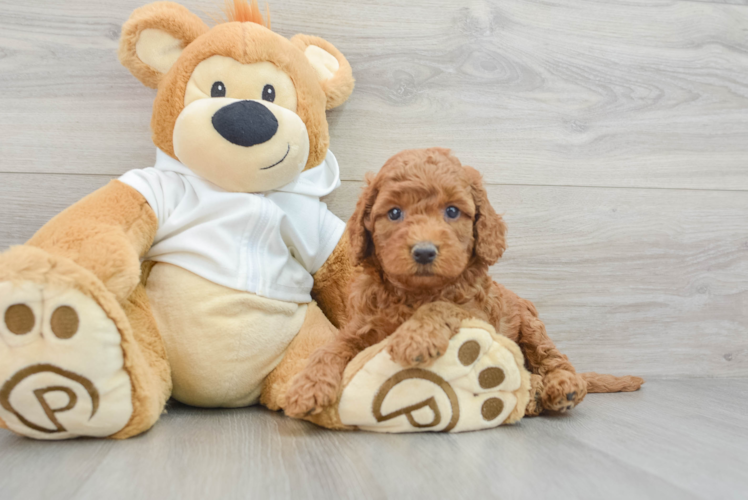 Meet Denny - our Mini Goldendoodle Puppy Photo 1/3 - Puppy Love PR Smart Mini Goldendoodle Poodle Mix Pup