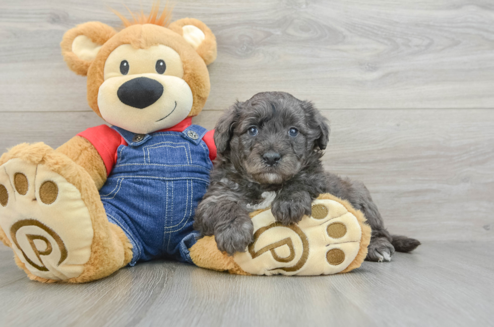 6 week old Mini Goldendoodle Puppy For Sale - Puppy Love PR