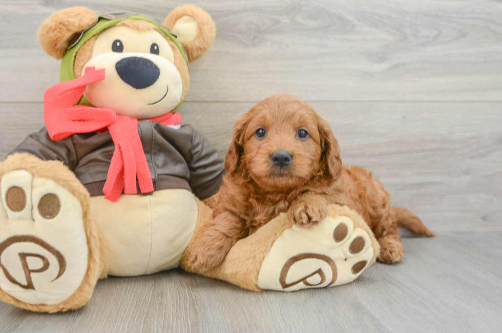 5 week old Mini Goldendoodle Puppy For Sale - Puppy Love PR