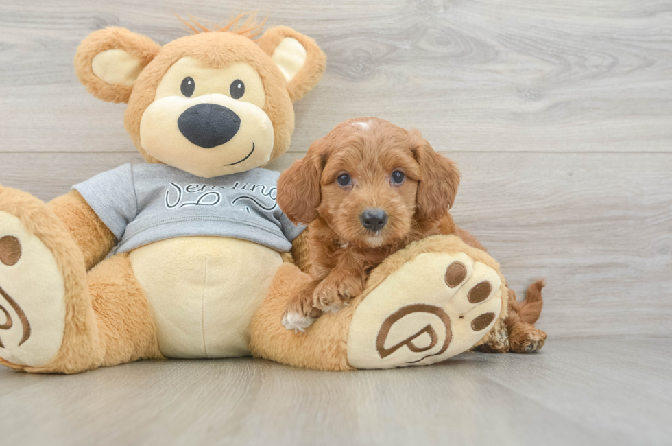 6 week old Mini Goldendoodle Puppy For Sale - Puppy Love PR