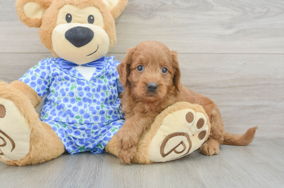 6 week old Mini Goldendoodle Puppy For Sale - Puppy Love PR