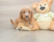 7 week old Mini Goldendoodle Puppy For Sale - Puppy Love PR