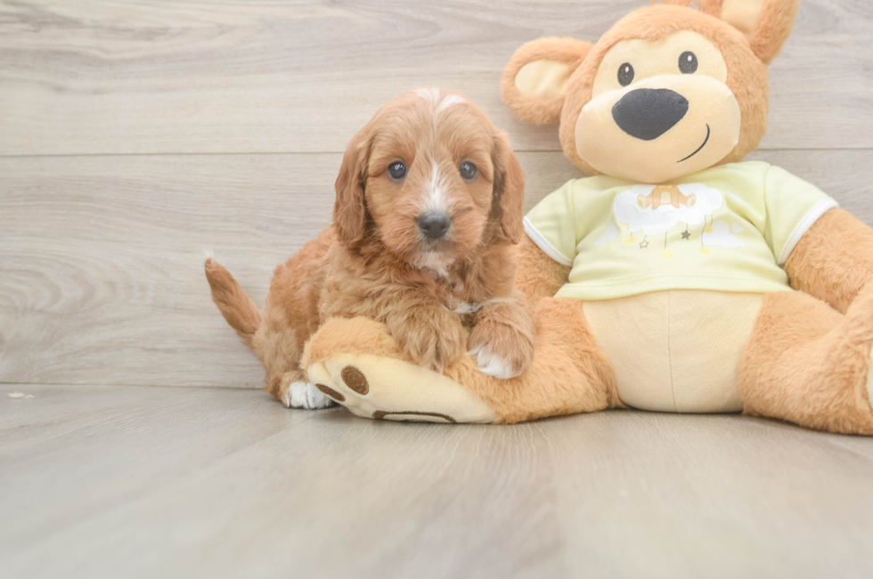 7 week old Mini Goldendoodle Puppy For Sale - Puppy Love PR