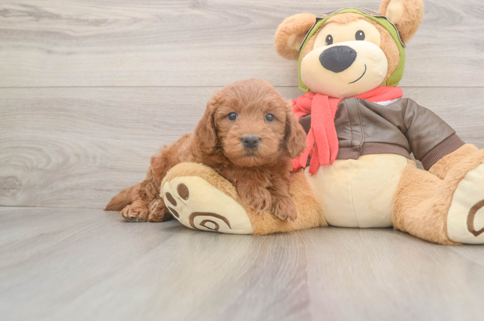 5 week old Mini Goldendoodle Puppy For Sale - Puppy Love PR