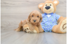 Mini Goldendoodle Pup Being Cute