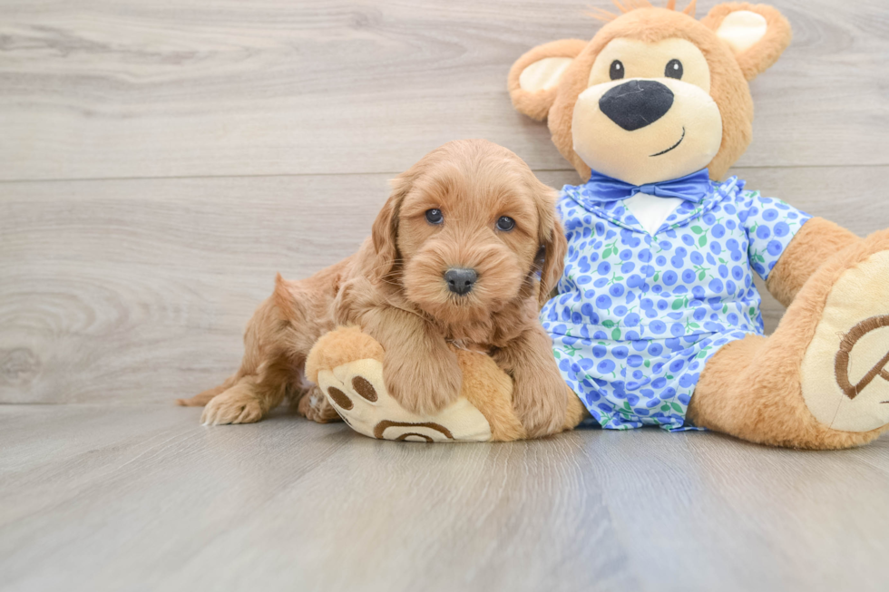 Mini Goldendoodle Pup Being Cute