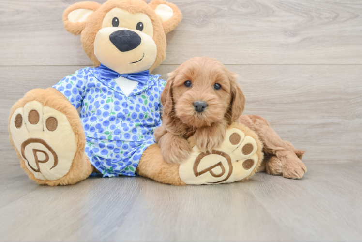 Playful Mini Groodle Poodle Mix Puppy
