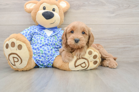 Playful Mini Groodle Poodle Mix Puppy