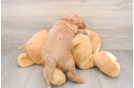 Best Mini Goldendoodle Baby