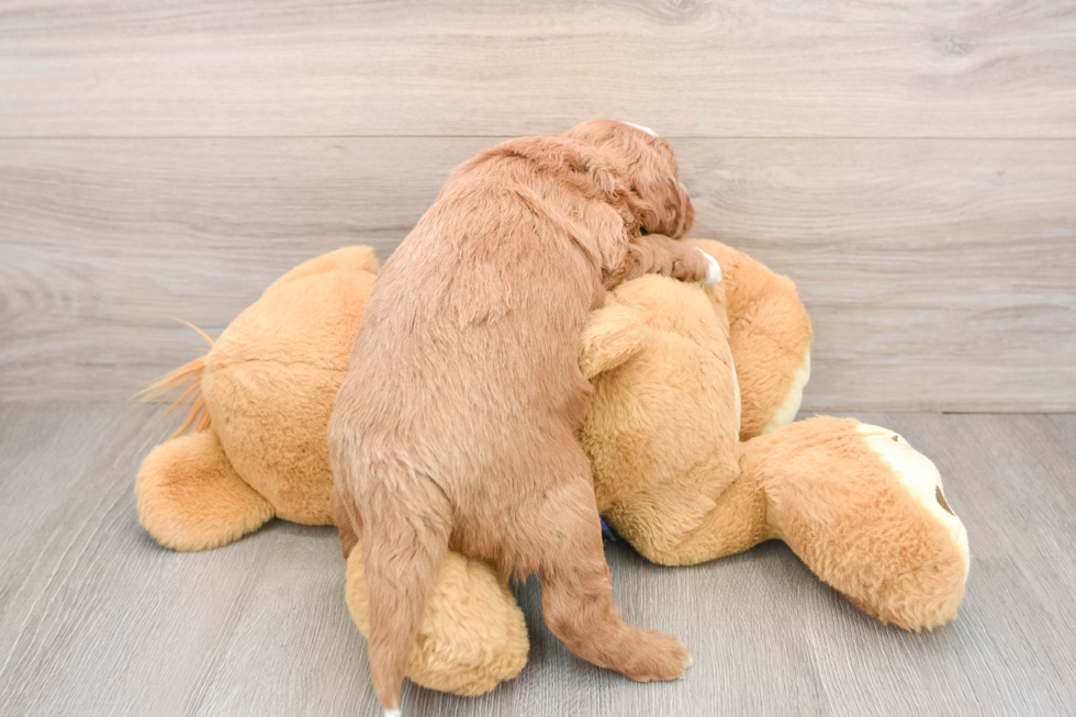 Best Mini Goldendoodle Baby