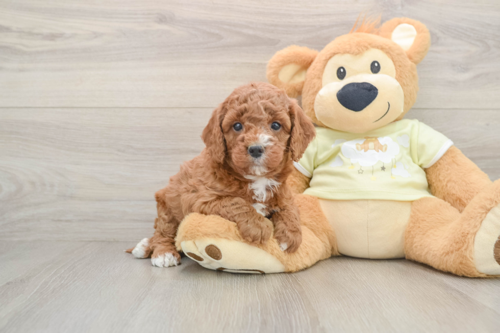 Funny Mini Goldendoodle Poodle Mix Pup