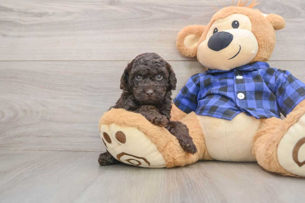 Mini Goldendoodle Puppy for Adoption