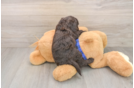 Mini Goldendoodle Puppy for Adoption