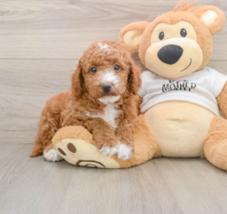 6 week old Mini Goldendoodle Puppy For Sale - Puppy Love PR