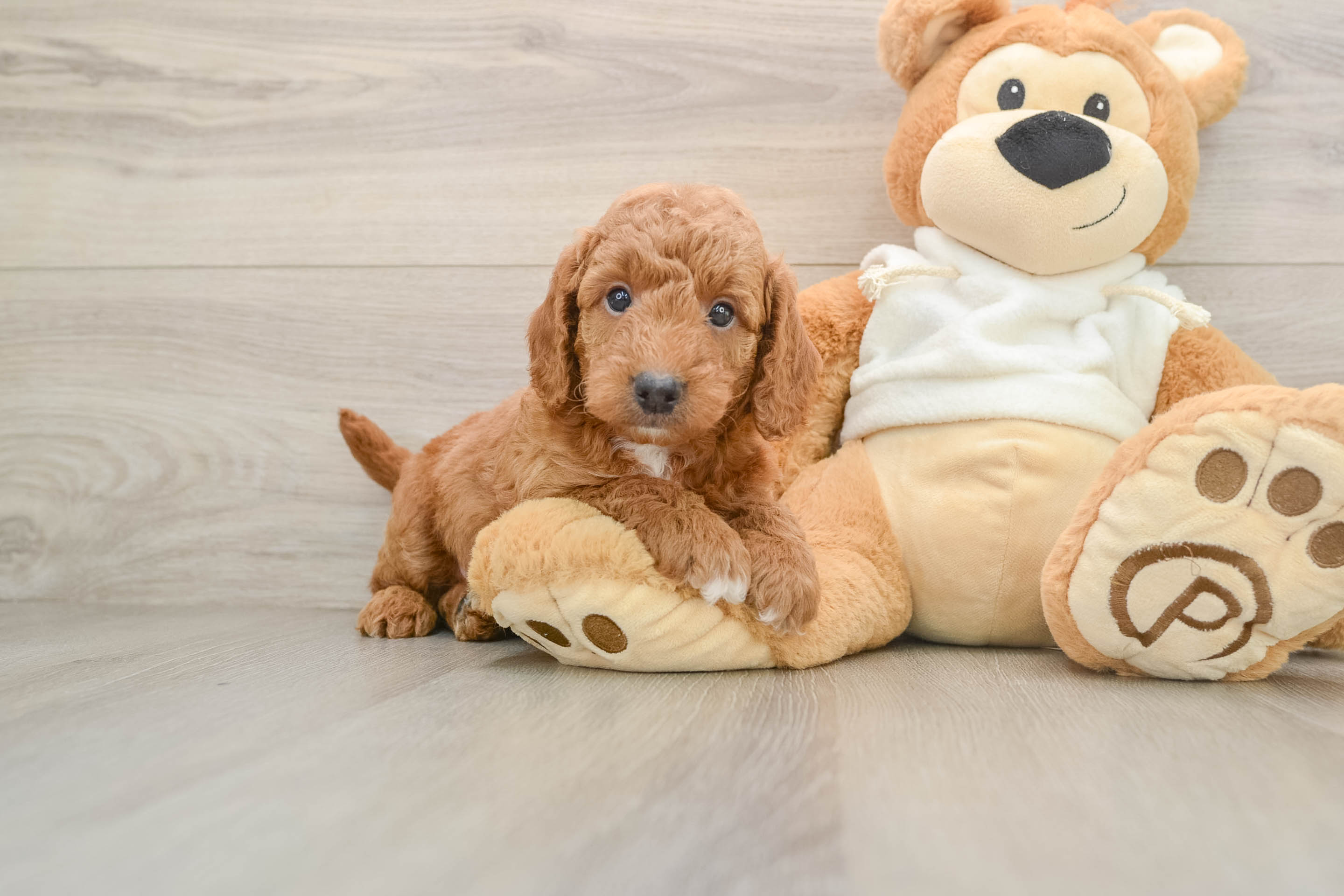 Petite Mini Goldendoodle Poodle Mix Pup